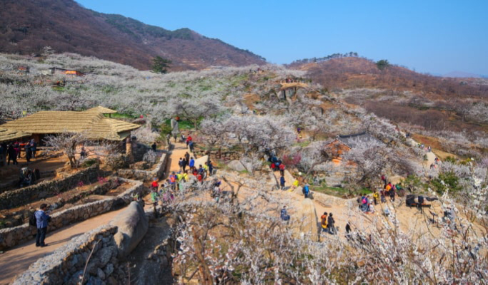 Spring Special: Gwangyang Plum Blossom (Maehwa) Festival & Jeonju Hanok Village 1 Day Tour - from Seoul (Mar 10~21)